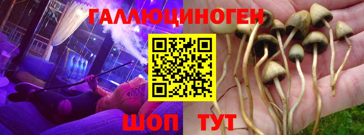 Галлюциногенные грибы Psilocybe Иваново